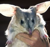 Charleville - Bilby Experience - Holiday Jervis Bay