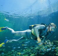 Manta Ray Bommie Dive Site - Holiday Jervis Bay