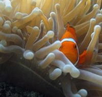 Flat Rock Dive Site - Holiday Jervis Bay