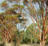Myall Park Botanic Garden - Holiday Jervis Bay