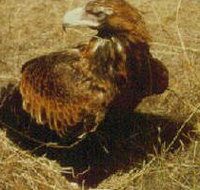 Long Forest Nature Conservation Reserve - Holiday Jervis Bay