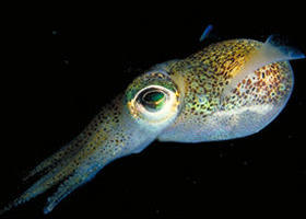 Corner Inlet Marine National Park - Holiday Jervis Bay 0