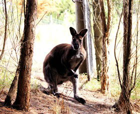 Great Ocean Road Wildlife Park - Holiday Jervis Bay 0