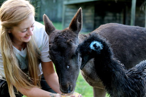 Great Ocean Road Wildlife Park - Holiday Jervis Bay 2
