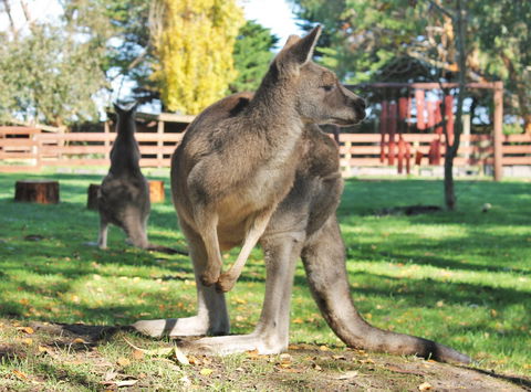 Great Ocean Road Wildlife Park - Holiday Jervis Bay 4
