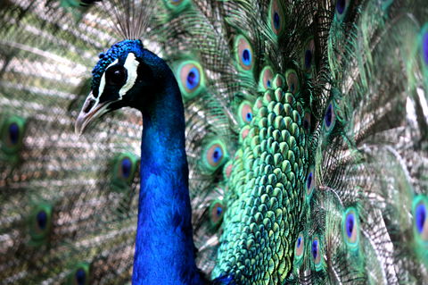 Great Ocean Road Wildlife Park - Holiday Jervis Bay 5