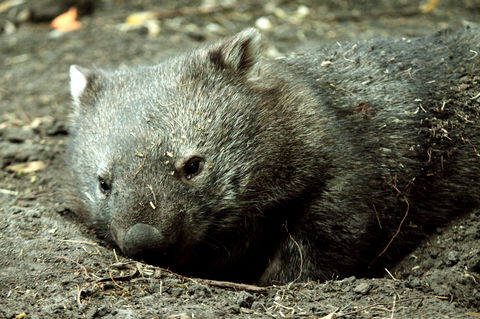 Great Ocean Road Wildlife Park - Holiday Jervis Bay 7