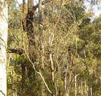Warby-Ovens National Park - Holiday Jervis Bay