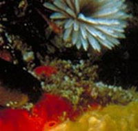 Point Cooke Marine Sanctuary - Holiday Jervis Bay