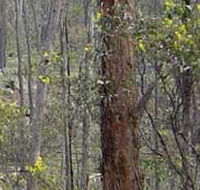 Heathcote-Graytown National Park - Holiday Jervis Bay