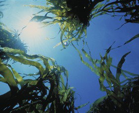 Marengo Reefs Marine Sanctuary - Holiday Jervis Bay 0