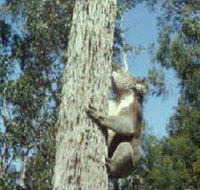 Creswick Regional Park - Holiday Jervis Bay