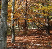 RJ Hamer Arboretum - Holiday Jervis Bay