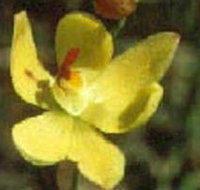 Langwarrin Flora and Fauna Reserve - Holiday Jervis Bay