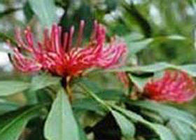 Alfred National Park - Holiday Jervis Bay 0