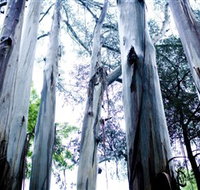 Dandenong Ranges National Park - Holiday Jervis Bay