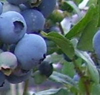 Tuckerberry Hill - Holiday Jervis Bay