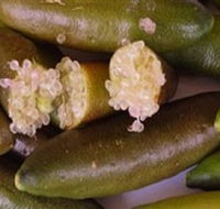 Sandy Creek Olives and Finger Limes - Holiday Jervis Bay