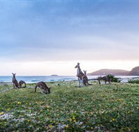 Pebbly Beach - Holiday Jervis Bay