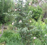 Tombstone Estate Vineyard - Holiday Jervis Bay