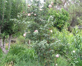 Tombstone Estate Vineyard - Holiday Jervis Bay 0