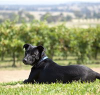 Moothi Estate Vineyard and Cellar Door - Holiday Jervis Bay