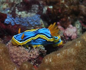 Coral Gardens Dive Site Mooloolaba - Holiday Jervis Bay 1