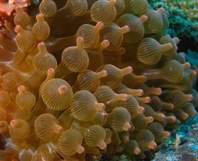 Coral Gardens Dive Site Mooloolaba - Holiday Jervis Bay 0