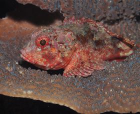 Coral Gardens Dive Site Mooloolaba - Holiday Jervis Bay 2