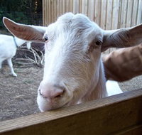 Drysdale Cheeses - Holiday Jervis Bay