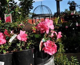 Van Loon's Nursery - Holiday Jervis Bay 1