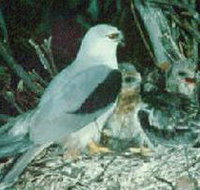 Bushy Park Wetlands - Holiday Jervis Bay