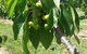 Mouat's Farm - thumb 2