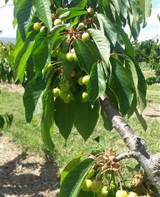 Mouat's Farm - Holiday Jervis Bay 2