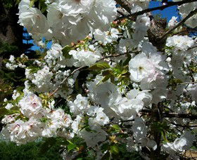 Beleura The House And Garden - Holiday Jervis Bay 1