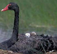French Island Marine National Park - Holiday Jervis Bay