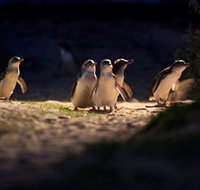 Phillip Island Nature Parks - Holiday Jervis Bay