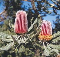 Coorow Wildflower Drive - Holiday Jervis Bay