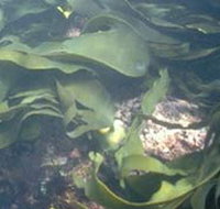 Churchill Island Marine National Park - Holiday Jervis Bay