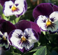 Newtown Park State Rose Garden - Holiday Jervis Bay