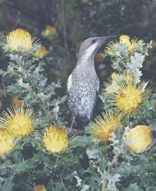 Dryandra Woodland - Holiday Jervis Bay 1