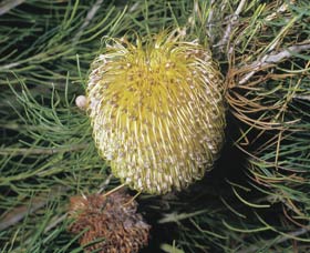 Dryandra Woodland - Holiday Jervis Bay 3