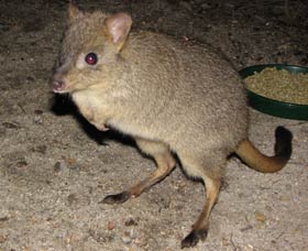 Barna Mia Native Animal Sanctuary - Holiday Jervis Bay 1