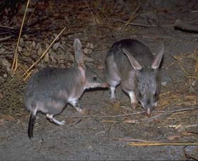 Barna Mia Native Animal Sanctuary - Holiday Jervis Bay 2
