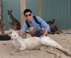 Maru Koala And Animal Park - Holiday Jervis Bay 2