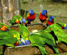 Canberra Walk In Aviary - Holiday Jervis Bay 1