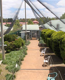 Canberra Walk In Aviary - Holiday Jervis Bay 3