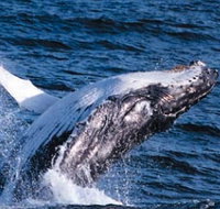 Sydney Eco Whale Watching - Holiday Jervis Bay