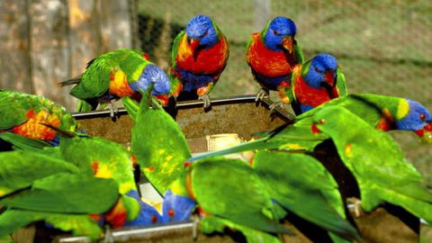 Canberra Walk In Aviary - Holiday Jervis Bay 4