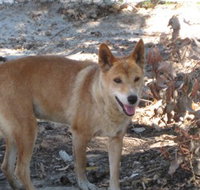 Cohunu Koala Park - Holiday Jervis Bay